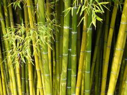 Viskose aus Holz wie Bambus, Pinie, Buche, Fichte oder Eukalyptus